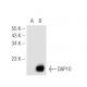 DAP10 (H-2): sc-133173. Western blot analysis of DAP10 expression in... 