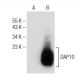 DAP10 (H-3): sc-374196. Western blot analysis of DAP10 expression in...