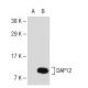 DAP12 Antibody (A-8) - Western Blotting - Image 109721 