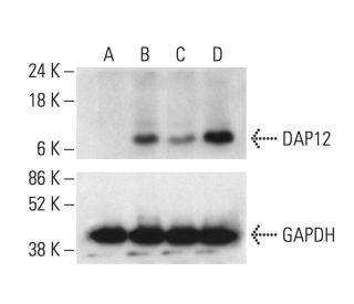 DAP12 Antibody (A-8) - Western Blotting - Image 403673 