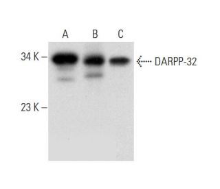 DARPP-32 Antibody (G-5) - Western Blotting - Image 318535 
