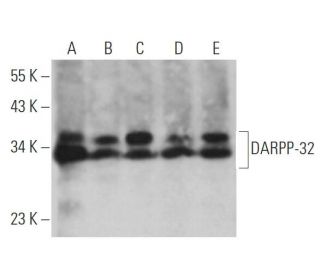 DARPP-32 Antibody (H-3) - Western Blotting - Image 361582 