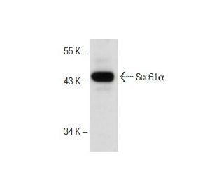 Daudi Cell Lysate: sc-2415. Western blot analysis of Sec61 alpha expression... 