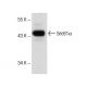 Daudi Cell Lysate: sc-2415. Western blot analysis of Sec61 alpha expression... 