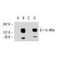 Daudi + IL-4 Cell Lysate: sc-2267. Western blot analysis of...