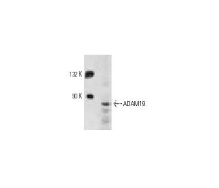 Daudi + IL-4 Cell Lysate: sc-2267. Western blot analysis of... 