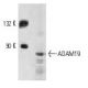 Daudi + IL-4 Cell Lysate: sc-2267. Western blot analysis of... 