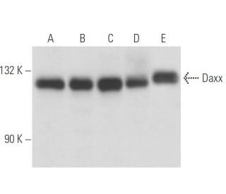Daxx抗体 (6D345) | Santa Cruz Animal Health