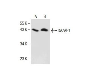 DAZAP1 Antibody (B-7) - Western Blotting - Image 155287 