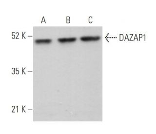 DAZAP1 Antibody (F-5) - Western Blotting - Image 371219 