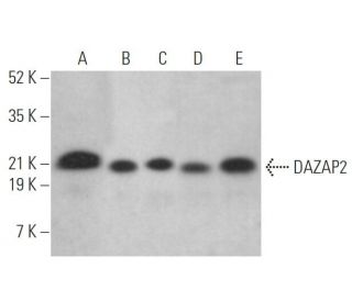 DAZAP2 Antibody (G-4) - Western Blotting - Image 372374 