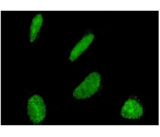 Dbf4 Antibody (6G9) - Immunofluorescence - Image 346139 