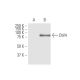 Dbf4 Antibody (6G9) - Western Blotting - Image 347609 