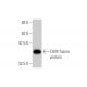 Dbf4 Antibody (6G9) - Western Blotting - Image 349513