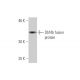 Dbf4b Antibody (1A7) - Western Blotting - Image 350278