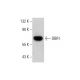 DBR1 Antibody (3A7) - Western Blotting - Image 384238 