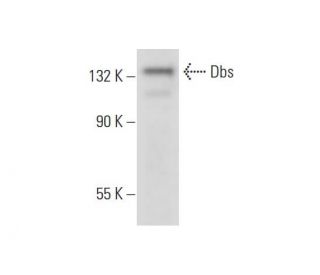 Dbs Antibody (C-7) - Western Blotting - Image 312853 