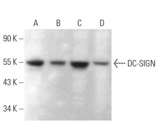 DC-SIGN Antibody (8C1) - Western Blotting - Image 379334