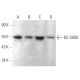 DC-SIGN Antibody (8C1) - Western Blotting - Image 379334