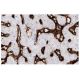 DC-SIGN Antibody (DC28) - Immunohistochemistry - Image 136472