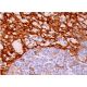 DC-SIGN Antibody (DC28) - Immunohistochemistry - Image 383641 