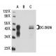 DC-SIGN Antibody (DC28) - Western Blotting - Image 15663 