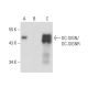 DC-SIGN/DC-SIGNR Antibody (14E3G7) - Western Blotting - Image 15726