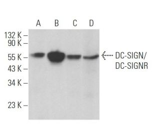 DC-SIGN/DC-SIGNR Antibody (19F7) - Western Blotting - Image 361724 