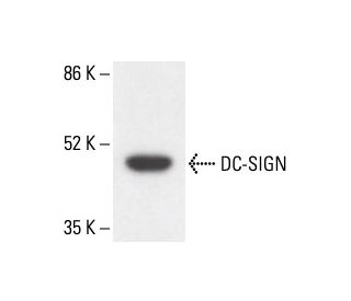 DC-SIGN Antibody (MR-1) - Western Blotting - Image 411891