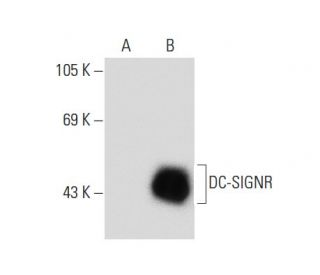 DC-SIGNR Antibody (C-10) - Western Blotting - Image 133963 