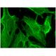 DC-SIGNR Antibody (F-2) - Immunofluorescence - Image 295387