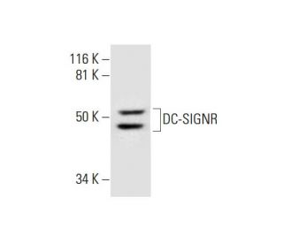 DC-SIGNR Antibody (F-2) - Western Blotting - Image 290009 