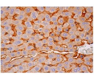 DC-SIGNR Antibody (H-2) - Immunohistochemistry - Image 284859 