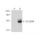 DC-SIGNR Antibody (H-2) - Western Blotting - Image 132716
