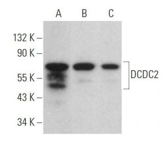DCDC2 Antibody (C-4) - Western Blotting - Image 359125 