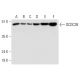 DCDC2B Antibody (E-6) - Western Blotting - Image 331160 