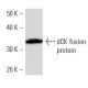 dCK Antibody (2243C2) - Western Blotting - Image 16882