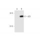dCK Antibody (2243C2) - Western Blotting - Image 58309 