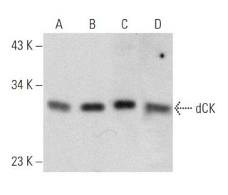 dCK Antibody (H-3) - Western Blotting - Image 356942 