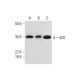 dCK Antibody (H-5) - Western Blotting - Image 292071 