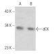 dCK Antibody (H-5) - Western Blotting - Image 356941