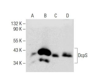 DcpS Antibody (G-8) - Western Blotting - Image 132686