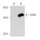 DcR3 Antibody (6D349) - Western Blotting - Image 21220