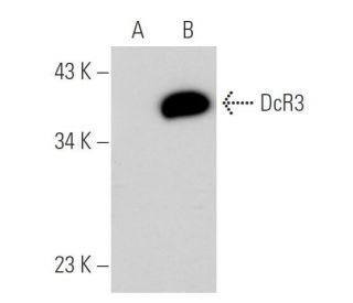 DcR3 Antibody (6D349) - Western Blotting - Image 31026 