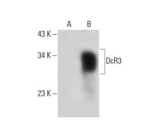 DcR3 Antibody (A-9) - Western Blotting - Image 309743 