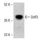 DcR3 Antibody (A-9) - Western Blotting - Image 415553