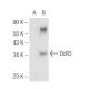 DcR3 Antibody (G-4) - Western Blotting - Image 68227