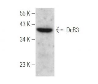 DcR3 Antibody (G-4) - Western Blotting - Image 374741 