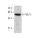 DcR3 Antibody (G-4) - Western Blotting - Image 374741 