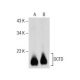 DCTD Antibody (F-9) - Western Blotting - Image 157682 